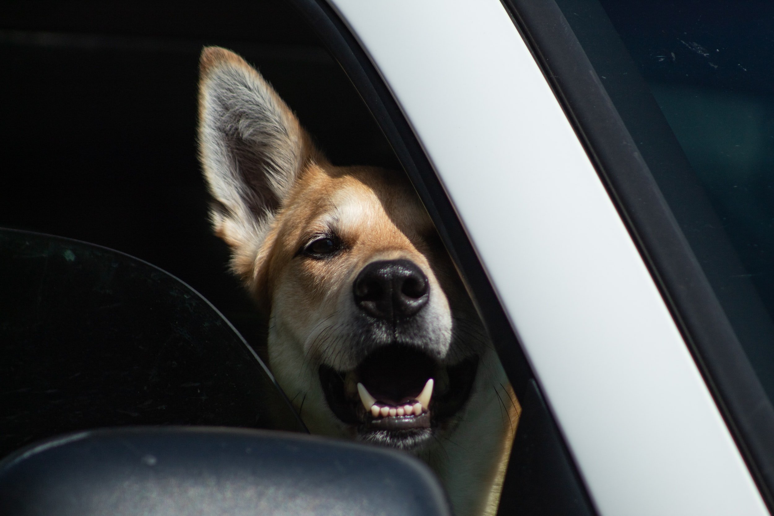 Stop territorial barking 2025